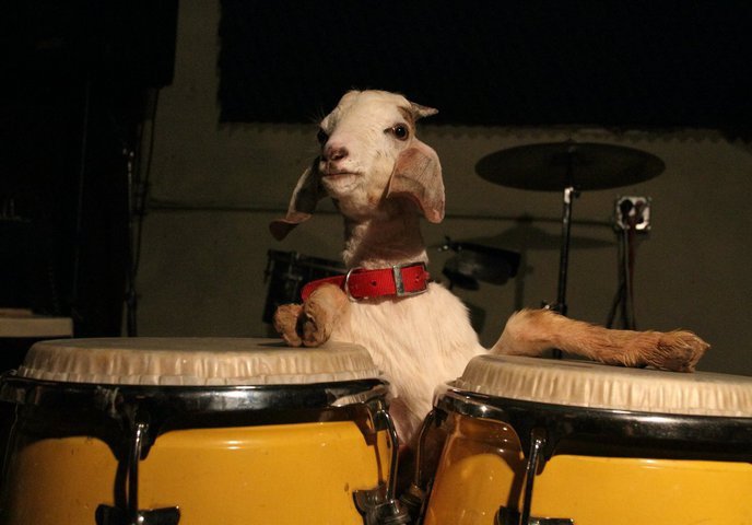 ¡Dos Descargas Gratis! La Orquesta El Macabeo contagia con su “Salsa Macabra”